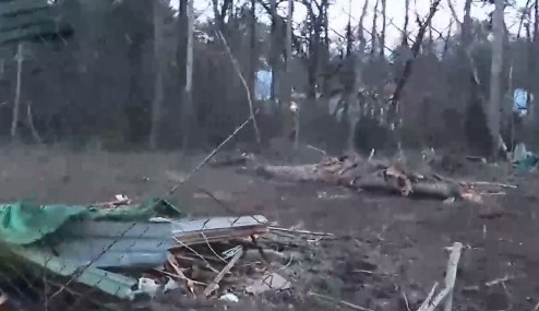 Незаконна сеч в Борисовата градина в София 20 дървета са